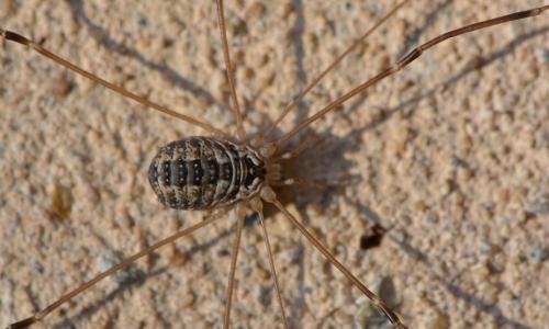 Réf. 295 146 : Leiobunum religiosum